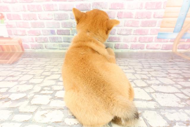 埼玉県の豆柴 (Coo&RIKUアニマルケアセンター大宮/2025年6月12日生まれ/男の子/赤)の子犬の4枚目の画像