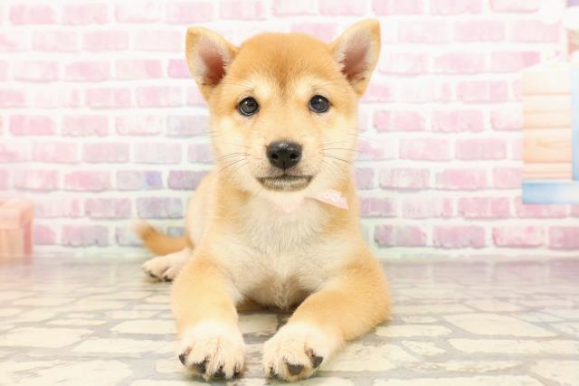 埼玉県の豆柴 (Coo&RIKUアニマルケアセンター大宮/2025年6月12日生まれ/女の子/赤)の子犬の1枚目の画像
