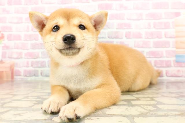 埼玉県の豆柴 (Coo&RIKUアニマルケアセンター大宮/2025年6月12日生まれ/女の子/赤)の子犬の2枚目の画像