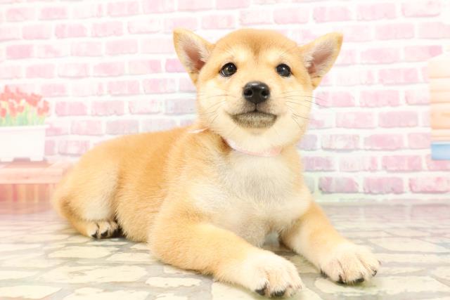 埼玉県の豆柴 (Coo&RIKUアニマルケアセンター大宮/2025年6月12日生まれ/女の子/赤)の子犬の3枚目の画像