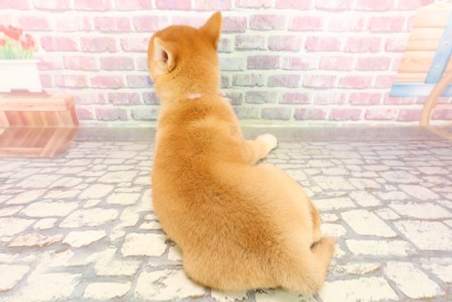 埼玉県の豆柴 (Coo&RIKUアニマルケアセンター大宮/2025年6月12日生まれ/女の子/赤)の子犬の4枚目の画像