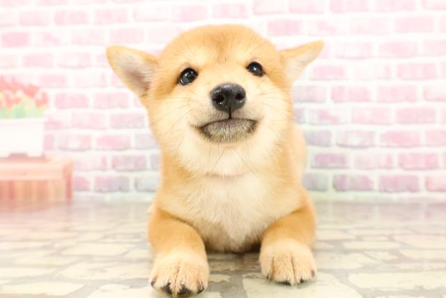 埼玉県の豆柴 (Coo&RIKUアニマルケアセンター大宮/2025年6月12日生まれ/女の子/赤)の子犬の1枚目の画像