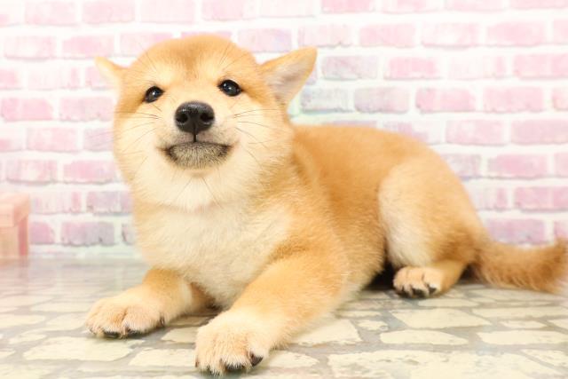 埼玉県の豆柴 (Coo&RIKUアニマルケアセンター大宮/2025年6月12日生まれ/女の子/赤)の子犬の2枚目の画像