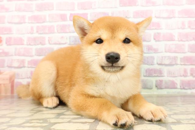 埼玉県の豆柴 (Coo&RIKUアニマルケアセンター大宮/2025年6月12日生まれ/女の子/赤)の子犬の3枚目の画像