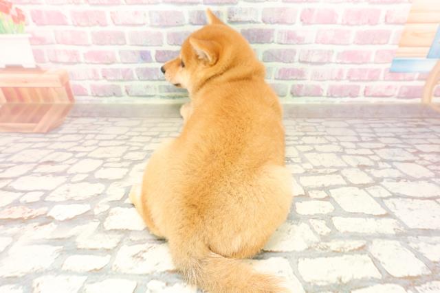 埼玉県の豆柴 (Coo&RIKUアニマルケアセンター大宮/2025年6月12日生まれ/女の子/赤)の子犬の4枚目の画像