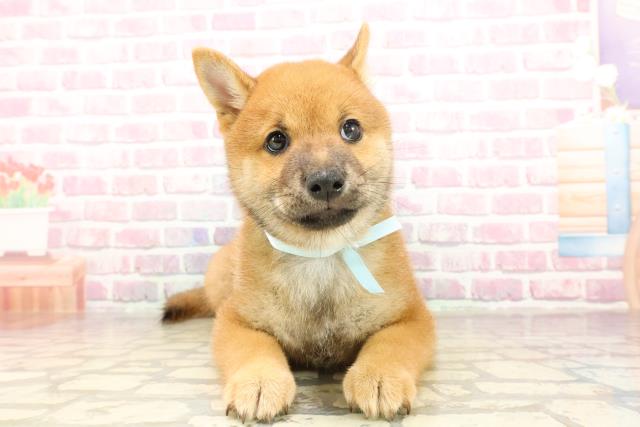 埼玉県の柴犬(標準サイズ) (Coo&RIKU岩槻店/2025年6月13日生まれ/男の子/赤)の子犬の1枚目の画像