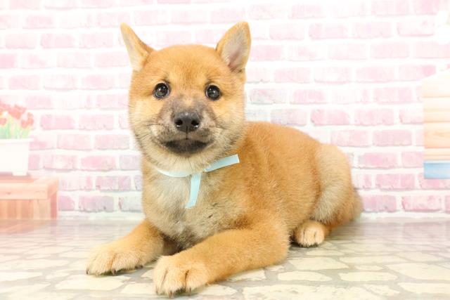 埼玉県の柴犬(標準サイズ) (Coo&RIKU岩槻店/2025年6月13日生まれ/男の子/赤)の子犬の2枚目の画像