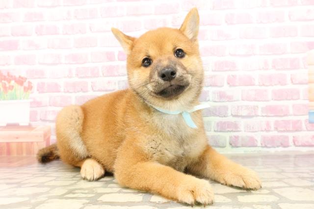 埼玉県の柴犬(標準サイズ) (Coo&RIKU岩槻店/2025年6月13日生まれ/男の子/赤)の子犬の3枚目の画像