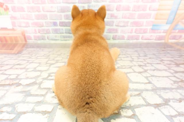 埼玉県の柴犬(標準サイズ) (Coo&RIKU岩槻店/2025年6月13日生まれ/男の子/赤)の子犬の4枚目の画像