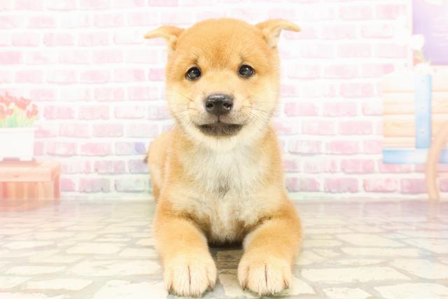 柴犬