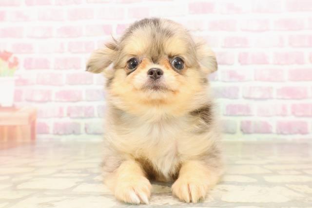 東京都のチワワ(ロング) (Coo&RIKU自由が丘店/2025年6月13日生まれ/男の子/ブルーマール)の子犬の1枚目の画像