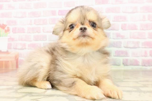 東京都のチワワ(ロング) (Coo&RIKU自由が丘店/2025年6月13日生まれ/男の子/ブルーマール)の子犬の3枚目の画像