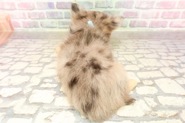 東京都のチワワ(ロング) (Coo&RIKU自由が丘店/2025年6月13日生まれ/男の子/ブルーマール)の子犬の4枚目の画像