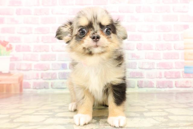 東京都のチワワ(ロング) (Coo&RIKU浅草店/2025年6月13日生まれ/女の子/ブルーマール)の子犬の1枚目の画像