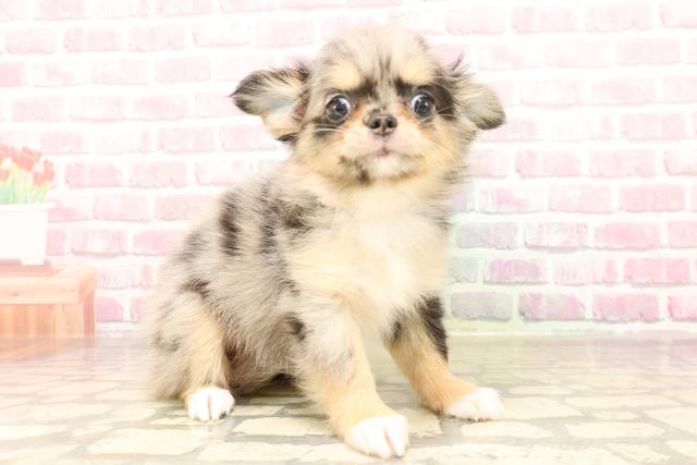 東京都のチワワ(ロング) (Coo&RIKU浅草店/2025年6月13日生まれ/女の子/ブルーマール)の子犬の3枚目の画像
