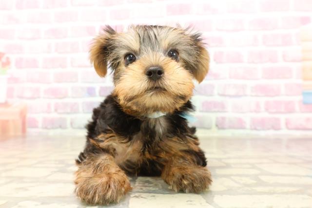 神奈川県のヨークシャーテリア (Coo&RIKU秦野店/2025年6月14日生まれ/男の子/スチールブルータン)の子犬の1枚目の画像
