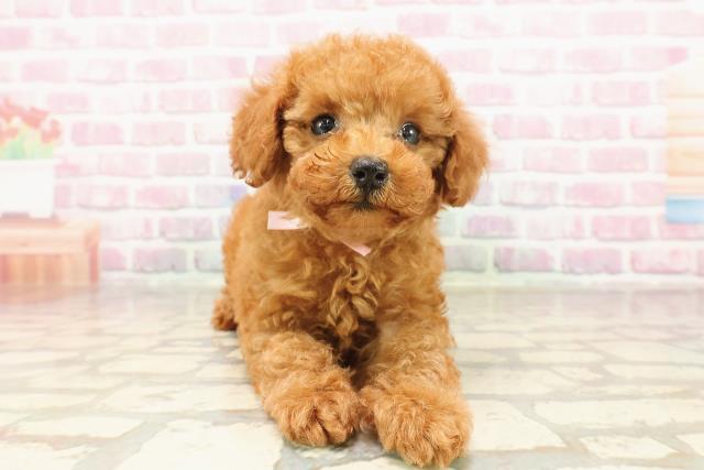 埼玉県のトイプードル(トイ) (Coo&RIKU草加バイパス店/2025年6月15日生まれ/女の子/レッド)の子犬の1枚目の画像
