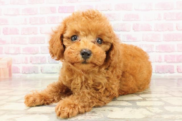 埼玉県のトイプードル(トイ) (Coo&RIKU草加バイパス店/2025年6月15日生まれ/女の子/レッド)の子犬の2枚目の画像