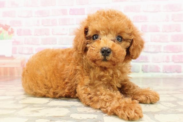 埼玉県のトイプードル(トイ) (Coo&RIKU草加バイパス店/2025年6月15日生まれ/女の子/レッド)の子犬の3枚目の画像