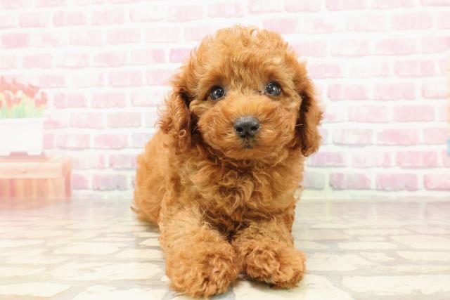 千葉県のトイプードル(トイ) (Coo&RIKUコメリパワー旭店/2025年6月15日生まれ/女の子/レッド)の子犬の1枚目の画像