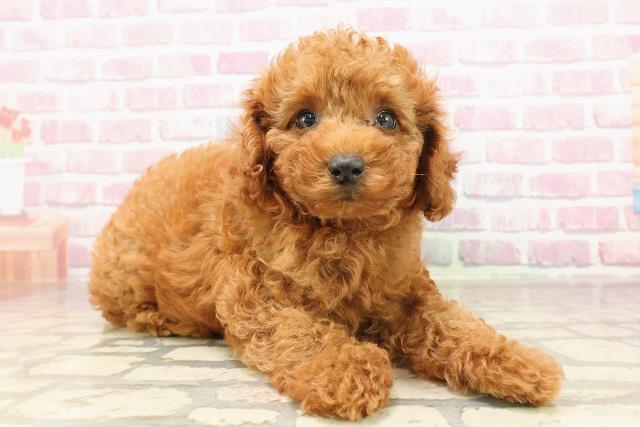 千葉県のトイプードル(トイ) (Coo&RIKUコメリパワー旭店/2025年6月15日生まれ/女の子/レッド)の子犬の3枚目の画像