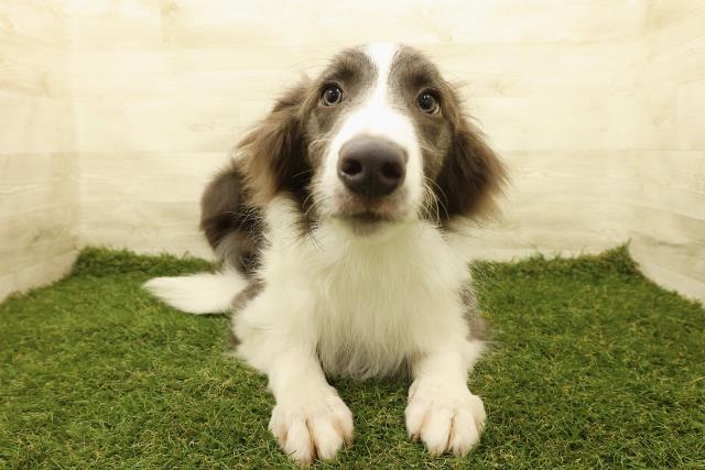 埼玉県のボーダーコリー (Coo&RIKU岩槻店/2025年3月10日生まれ/男の子/ブルーホワイト)の子犬の1枚目の画像