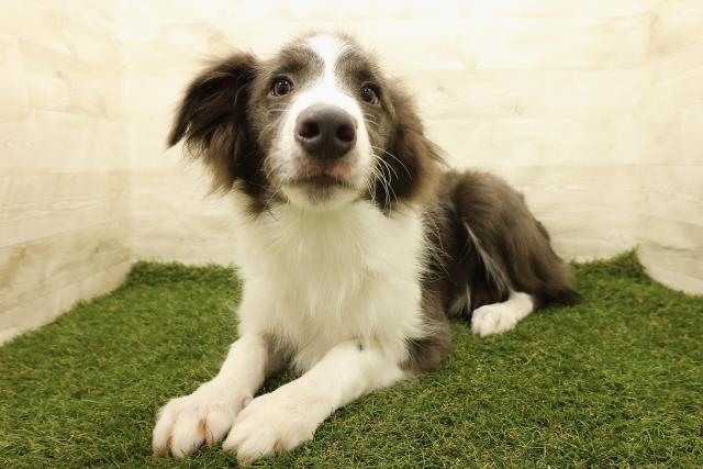 埼玉県のボーダーコリー (Coo&RIKU岩槻店/2025年3月10日生まれ/男の子/ブルーホワイト)の子犬の2枚目の画像
