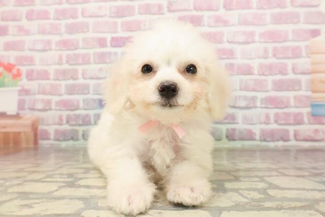 秋田県のビションフリーゼ (Coo&RIKU秋田店/2025年6月6日生まれ/女の子/ホワイト)の子犬