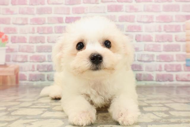山形県のビションフリーゼ (Coo&RIKUイオンタウン酒田店/2025年6月6日生まれ/女の子/ホワイト)の子犬