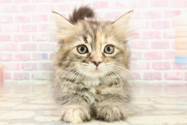 北海道のラガマフィン (Coo&RIKU釧路店/2025年6月10日生まれ/女の子/ブラウンパッチドタビー)の子猫の1枚目の画像
