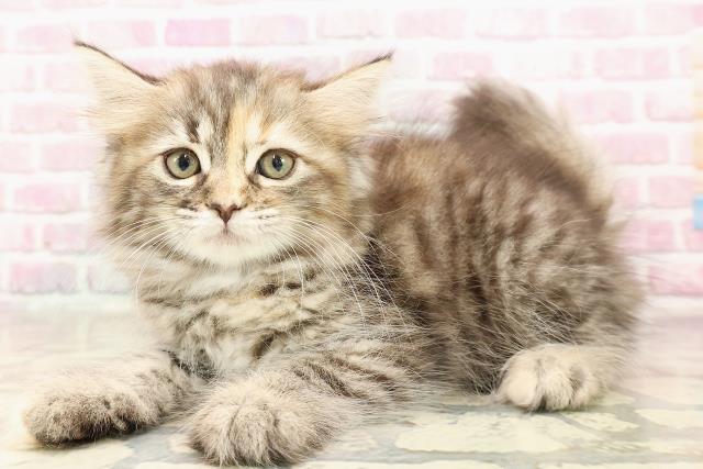 北海道のラガマフィン (Coo&RIKU釧路店/2025年6月10日生まれ/女の子/ブラウンパッチドタビー)の子猫の2枚目の画像