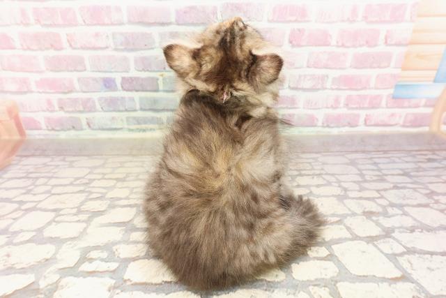 北海道のラガマフィン (Coo&RIKU釧路店/2025年6月10日生まれ/女の子/ブラウンパッチドタビー)の子猫の4枚目の画像