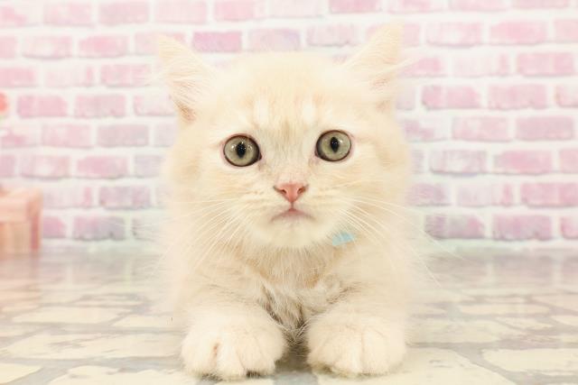 北海道のミヌエット (Coo&RIKU帯広店/2025年6月15日生まれ/男の子/クリームタビー)の子猫の1枚目の画像