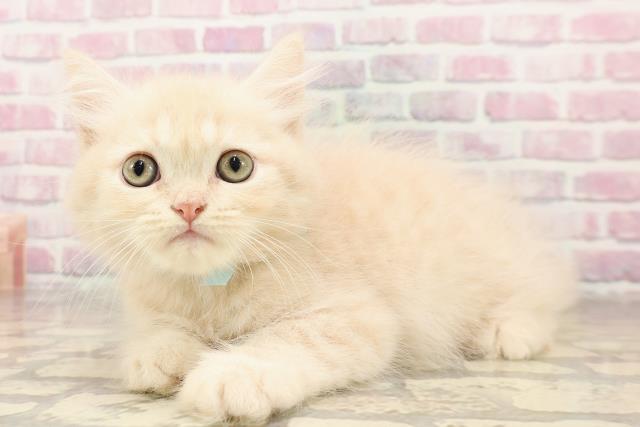 北海道のミヌエット (Coo&RIKU帯広店/2025年6月15日生まれ/男の子/クリームタビー)の子猫の2枚目の画像