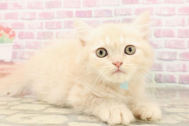 北海道のミヌエット (Coo&RIKU帯広店/2025年6月15日生まれ/男の子/クリームタビー)の子猫の3枚目の画像