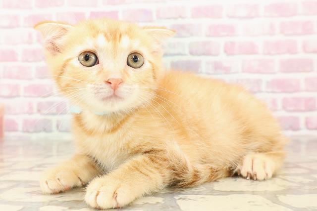 埼玉県のスコティッシュフォールド (Coo&RIKU桶川店/2025年6月4日生まれ/男の子/レッドタビー)の子猫の2枚目の画像