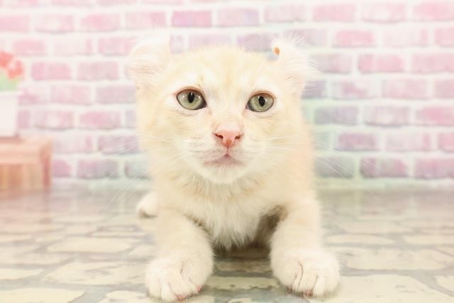 埼玉県のアメリカンカール (Coo&RIKU草加バイパス店/2025年6月3日生まれ/男の子/クリームタビー)の子猫の1枚目の画像