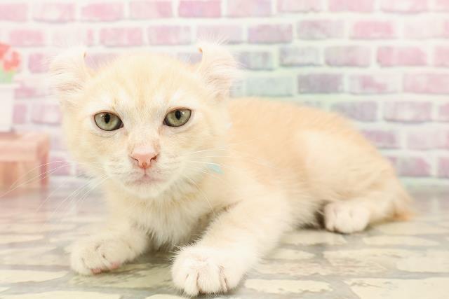 埼玉県のアメリカンカール (Coo&RIKU草加バイパス店/2025年6月3日生まれ/男の子/クリームタビー)の子猫の2枚目の画像