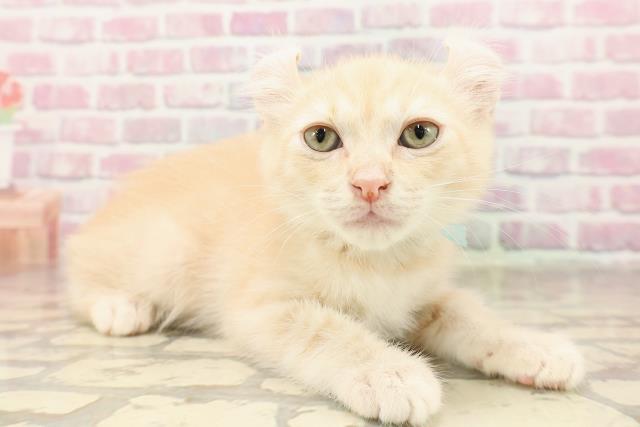埼玉県のアメリカンカール (Coo&RIKU草加バイパス店/2025年6月3日生まれ/男の子/クリームタビー)の子猫の3枚目の画像