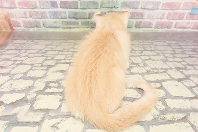 埼玉県のアメリカンカール (Coo&RIKU草加バイパス店/2025年6月3日生まれ/男の子/クリームタビー)の子猫の4枚目の画像