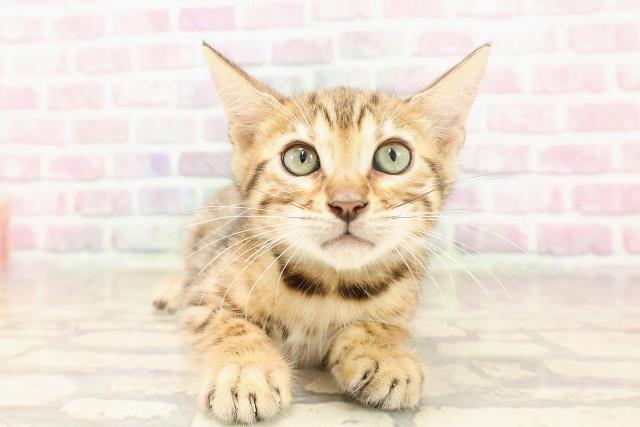 埼玉県のベンガル (Coo&RIKU岩槻店/2025年6月6日生まれ/男の子/ブラウンスポットタビー)の子猫の1枚目の画像