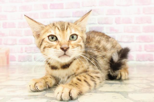 埼玉県のベンガル (Coo&RIKU岩槻店/2025年6月6日生まれ/男の子/ブラウンスポットタビー)の子猫の2枚目の画像