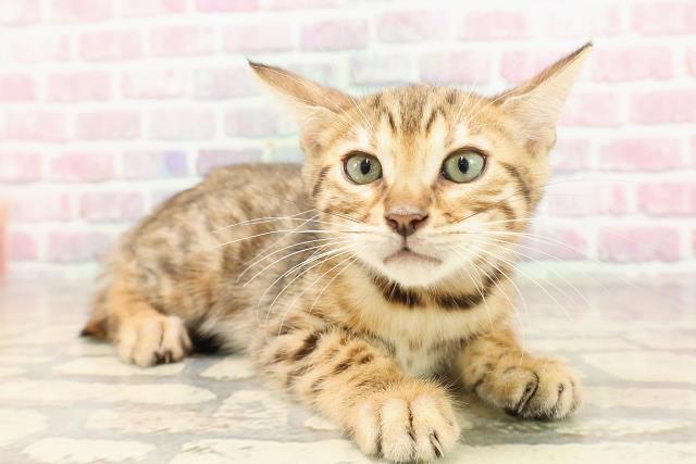 埼玉県のベンガル (Coo&RIKU岩槻店/2025年6月6日生まれ/男の子/ブラウンスポットタビー)の子猫の3枚目の画像