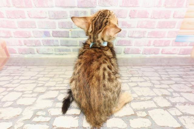 埼玉県のベンガル (Coo&RIKU岩槻店/2025年6月6日生まれ/男の子/ブラウンスポットタビー)の子猫の4枚目の画像