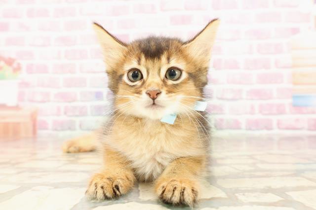 埼玉県のソマリ (Coo&RIKUアニマルケアセンター大宮/2025年6月2日生まれ/男の子/ルディ)の子猫の1枚目の画像