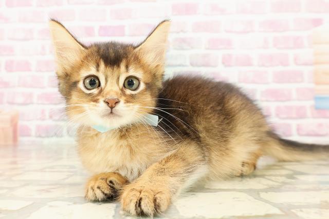 埼玉県のソマリ (Coo&RIKUアニマルケアセンター大宮/2025年6月2日生まれ/男の子/ルディ)の子猫の2枚目の画像
