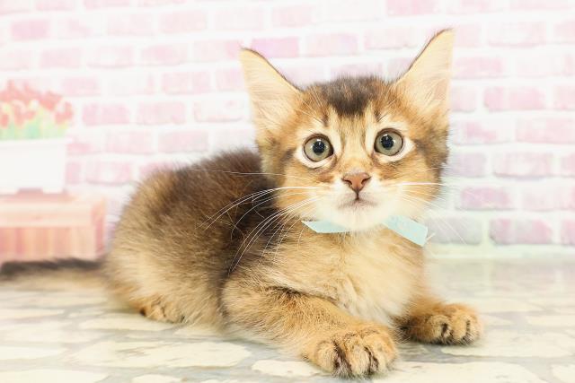 埼玉県のソマリ (Coo&RIKUアニマルケアセンター大宮/2025年6月2日生まれ/男の子/ルディ)の子猫の3枚目の画像
