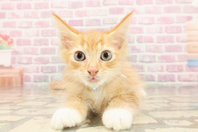 富山県のメインクーン (Coo&RIKU富山店/2025年5月27日生まれ/男の子/レッドタビーホワイト)の子猫の1枚目の画像