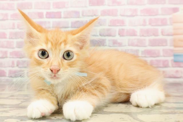 富山県のメインクーン (Coo&RIKU富山店/2025年5月27日生まれ/男の子/レッドタビーホワイト)の子猫の2枚目の画像