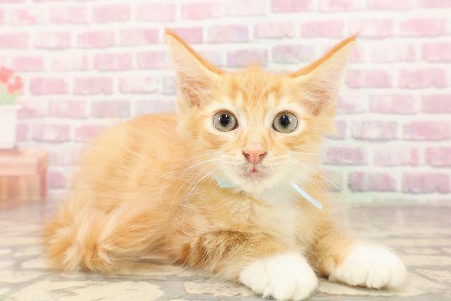 富山県のメインクーン (Coo&RIKU富山店/2025年5月27日生まれ/男の子/レッドタビーホワイト)の子猫の3枚目の画像